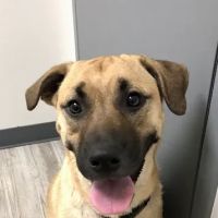My Pets Wellness - Veterinarian - Port Orange ico