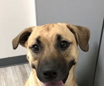 My Pets Wellness - Veterinarian - Port Orange