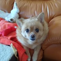 Shadow Lake Animal Hospital ico