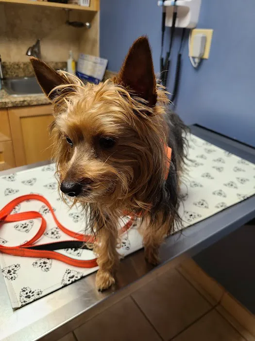 Tomoka Pines Veterinary Hospital 5