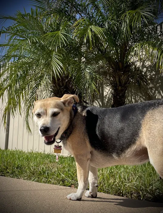 Tomoka Pines Veterinary Hospital 7