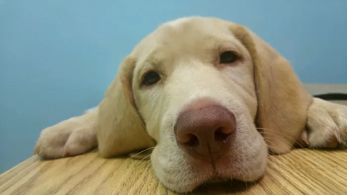 Granada Animal Hospital 6