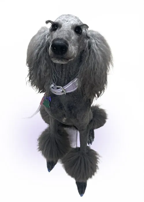 VCA Ormond Beach Animal Hospital 5