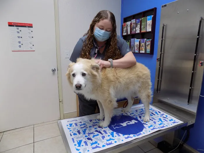 VCA Ormond Beach Animal Hospital 4