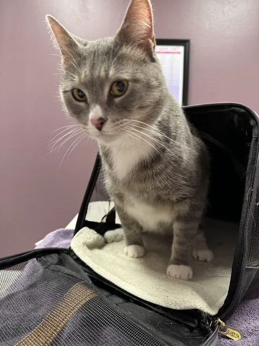 Cat Care Clinic 1