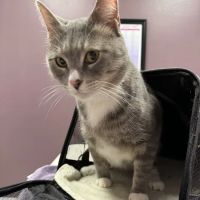 Cat Care Clinic ico