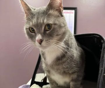 Cat Care Clinic