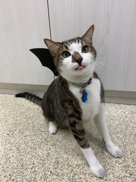 Cat Care Clinic 7