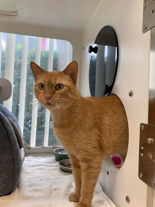 Cat Care Clinic 10