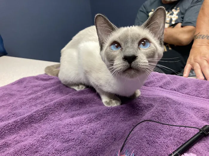 Cat Care Clinic 9