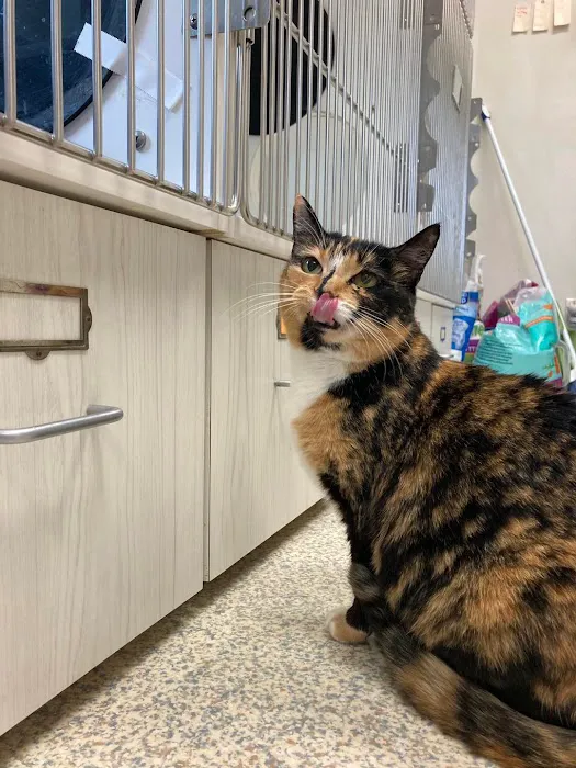 Cat Care Clinic 3