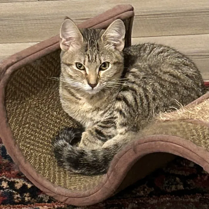 Cat Care Clinic 6