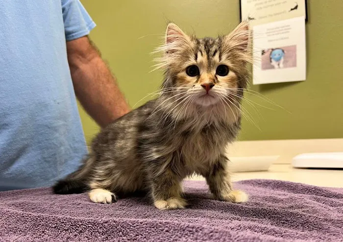 Cat Care Clinic 5