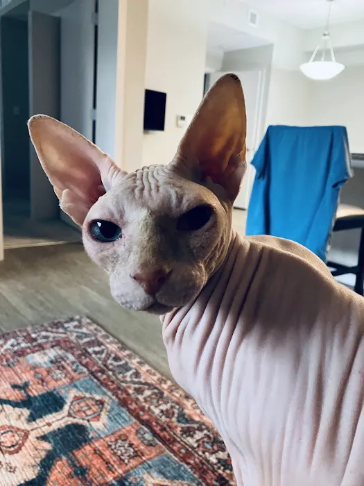 Cat Care Clinic 8