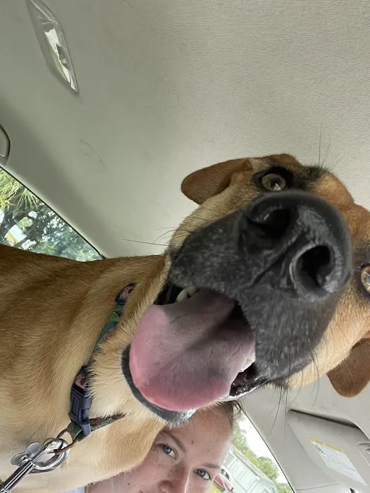 Animal Emergency Hospital Volusia 2