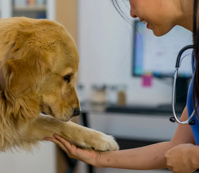Animal Emergency Hospital Volusia 1