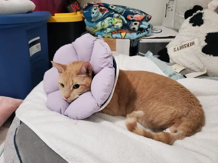 Animal Emergency Hospital Volusia 8