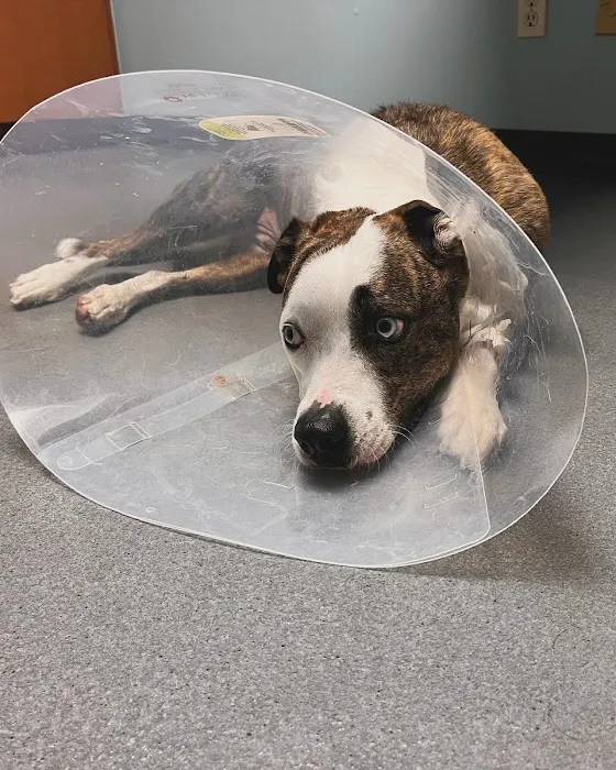 Animal Emergency Hospital Volusia 10
