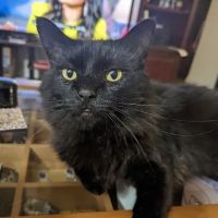 Indian River Animal Clinic ico