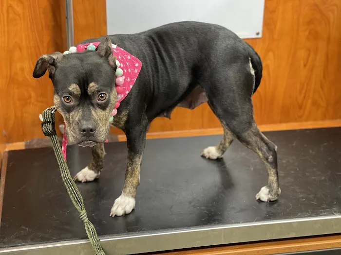Banfield Pet Hospital 6
