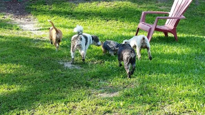 My Pets Wellness Veterinary Hospital - Daytona 8