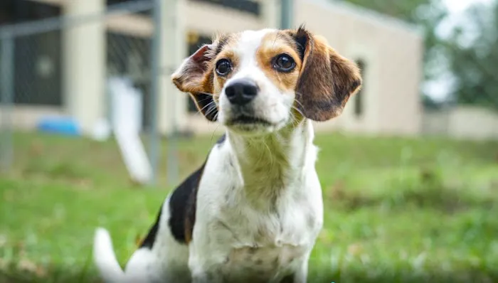 My Pets Wellness Veterinary Hospital - Daytona 9