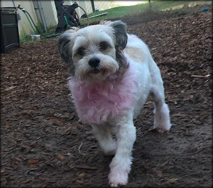 My Pets Wellness Veterinary Hospital - Daytona 6