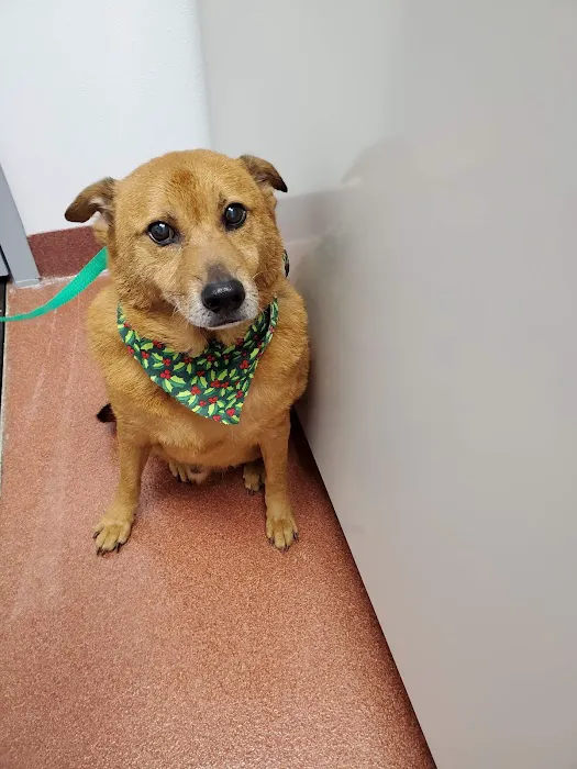 My Pets Wellness Veterinary Hospital - Daytona 4