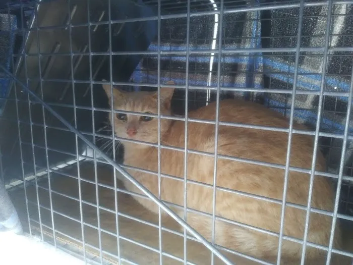 Halifax Humane Society, Inc. - Redinger Spay & Neuter Clinic 5