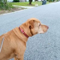 Cheney Animal Clinic ico