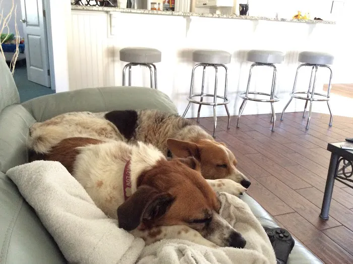 Young's Animal Hospital 12