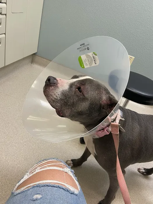 Young's Animal Hospital 12