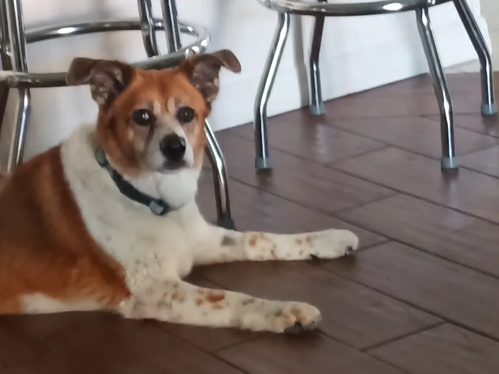 Young's Animal Hospital 12