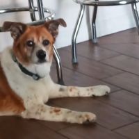 Young's Animal Hospital ico