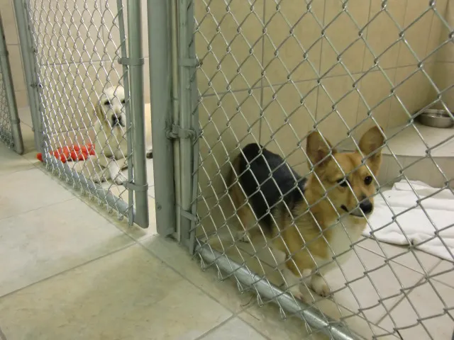 Sunrise Animal Hospital: Ely Marcia L DVM 12