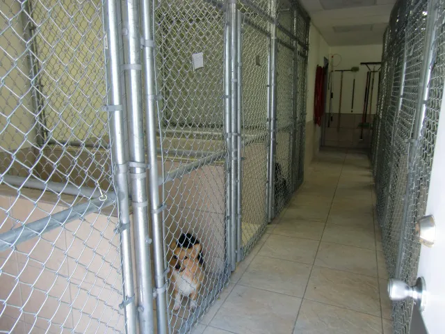 Sunrise Animal Hospital: Ely Marcia L DVM 12