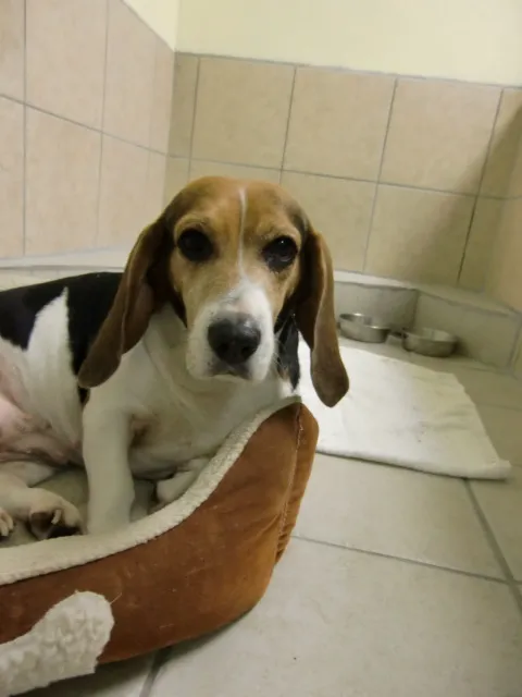 Sunrise Animal Hospital: Ely Marcia L DVM 12
