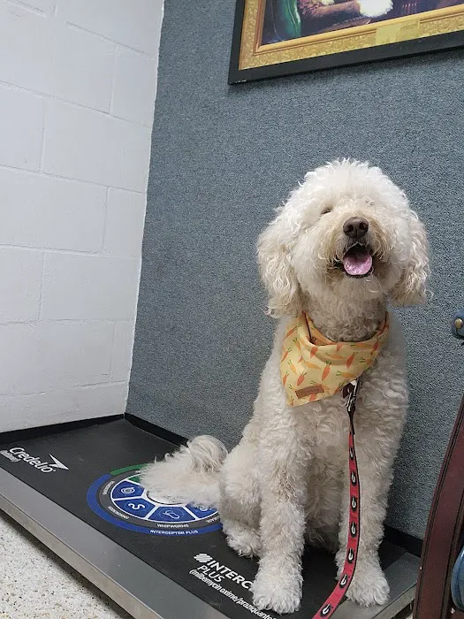 Garden Street Animal Hospital 12
