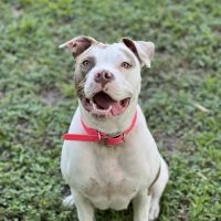 River Ridge Animal Clinic ico