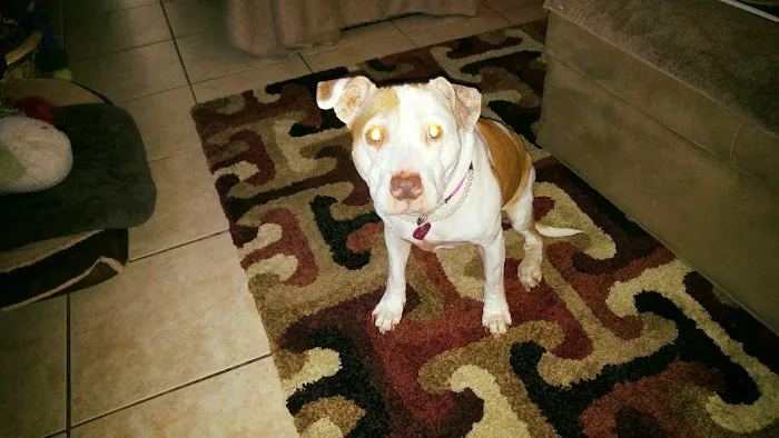 River Ridge Animal Clinic 2