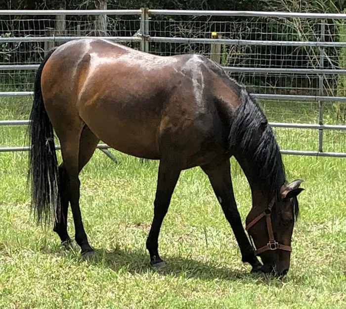 Blue Skies Equine Services Inc 5