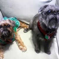 Wholistic Veterinary Care ico