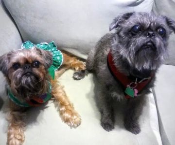Wholistic Veterinary Care