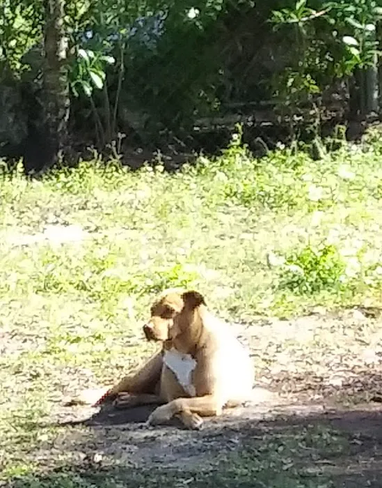 Animal Medical Center of Brooksville 12