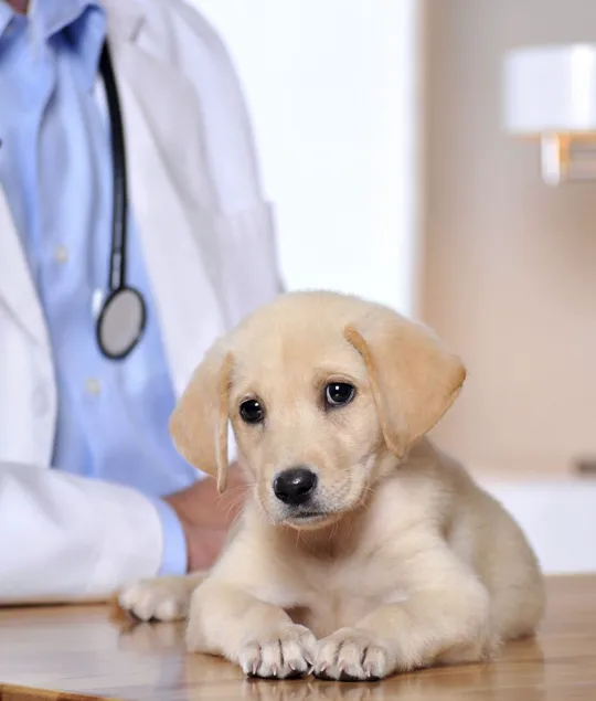 Polk Veterinary Associates 1