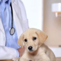 Polk Veterinary Associates ico