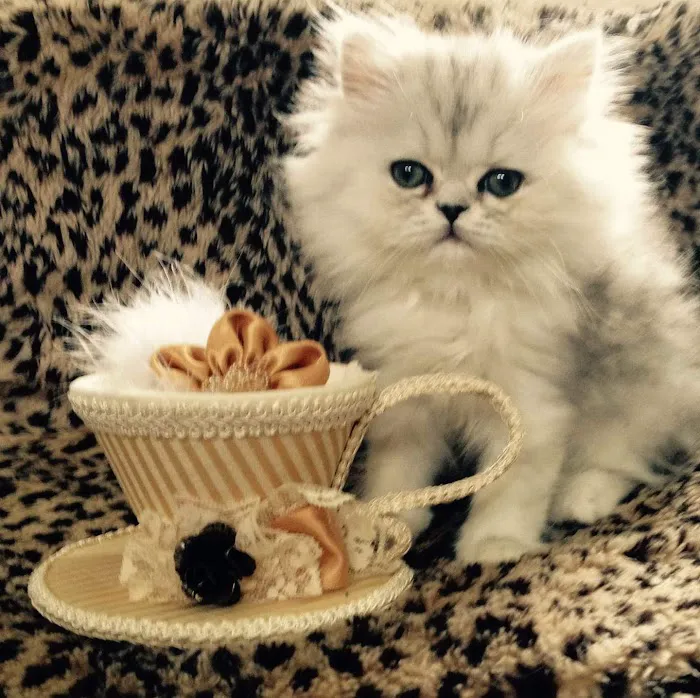 Cats Creation - Persian Kittens Florida 12