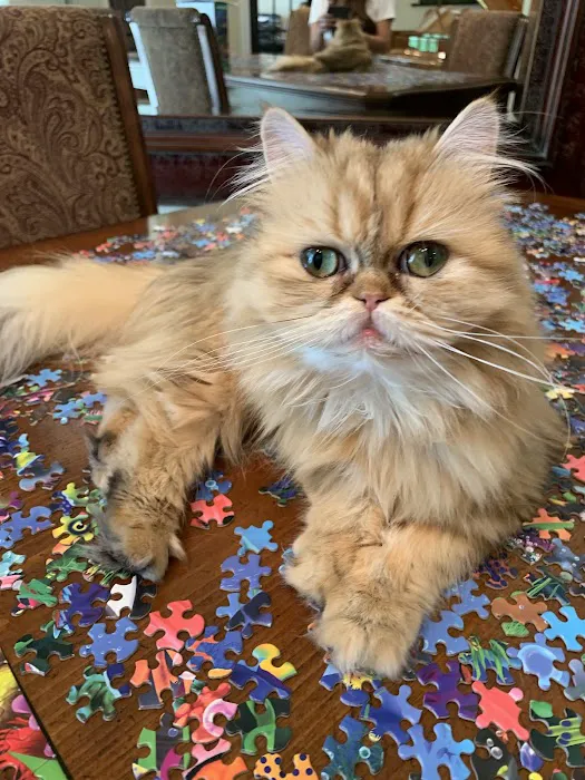 Cats Creation - Persian Kittens Florida 12