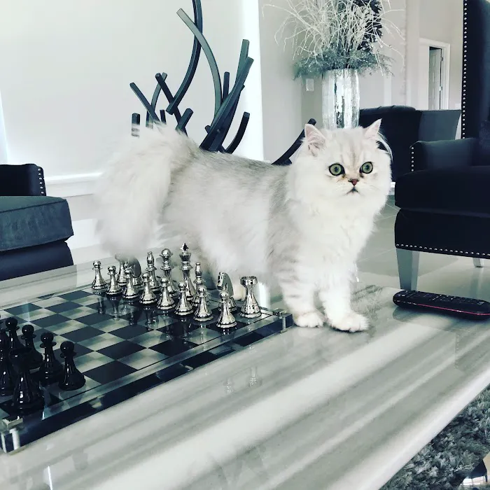 Cats Creation - Persian Kittens Florida 12