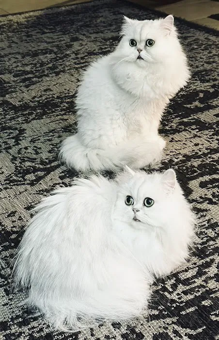 Cats Creation - Persian Kittens Florida 12